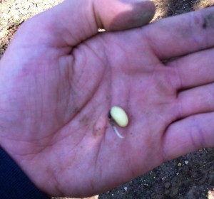 Single Soybean seed held in the palm