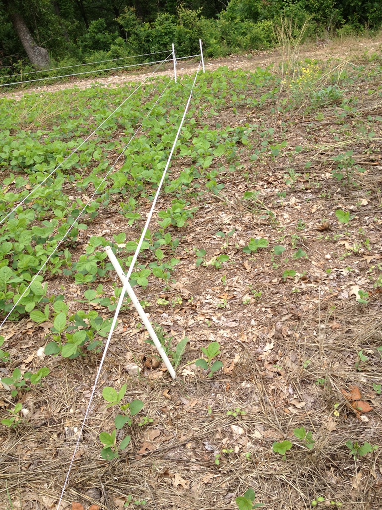 A Hot Zone Deer Exclosure System is a great tool to create a red hot hunting spot..