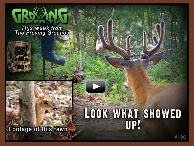 A new buck shows himself at a trail camera station in GrowingDeer.tv episode #190.