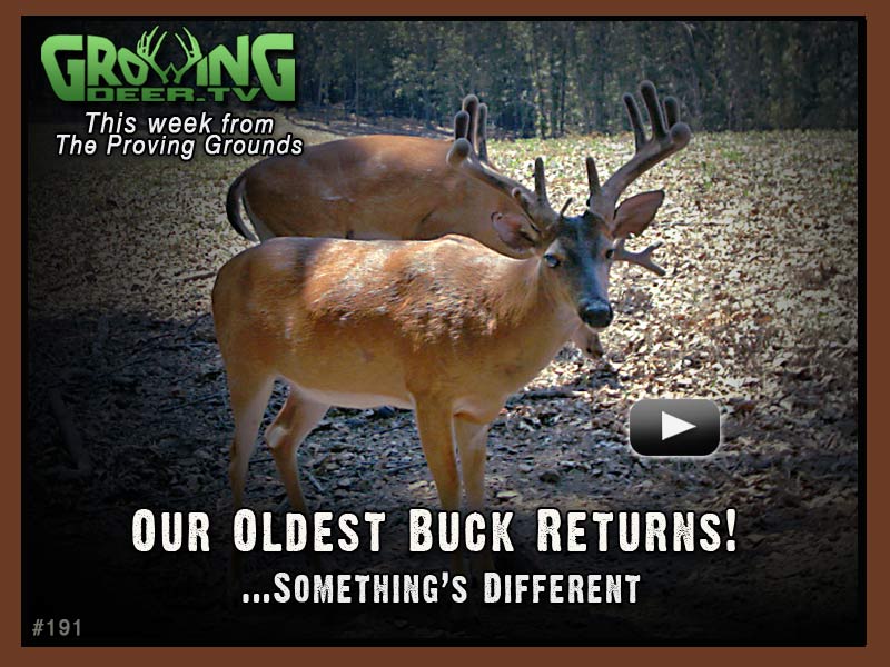 Our oldest buck returns in GrowingDeer.tv episode #191.