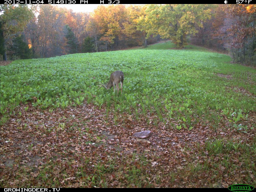 Buck in a food plot planted with Eagle Seed Broadside