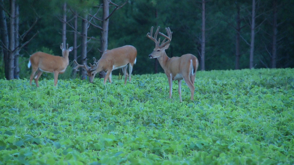 Bucks feed at soybean food plot in woods