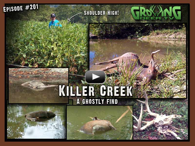 In episode #201 at www.GrowingDeer.tv a dead buck is found in the creek.
