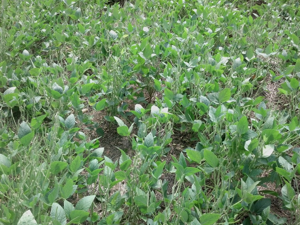 soybean food plot that has been browsed down to bare ground.