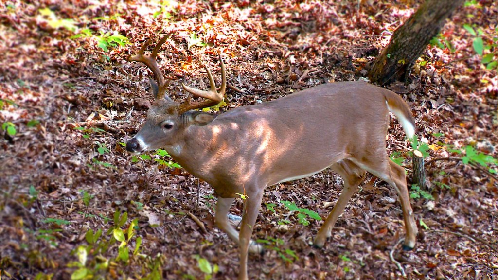 A buck is spotted in late October during bow season