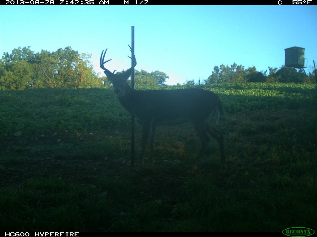This is a great example of a 3 1/2 year old buck.