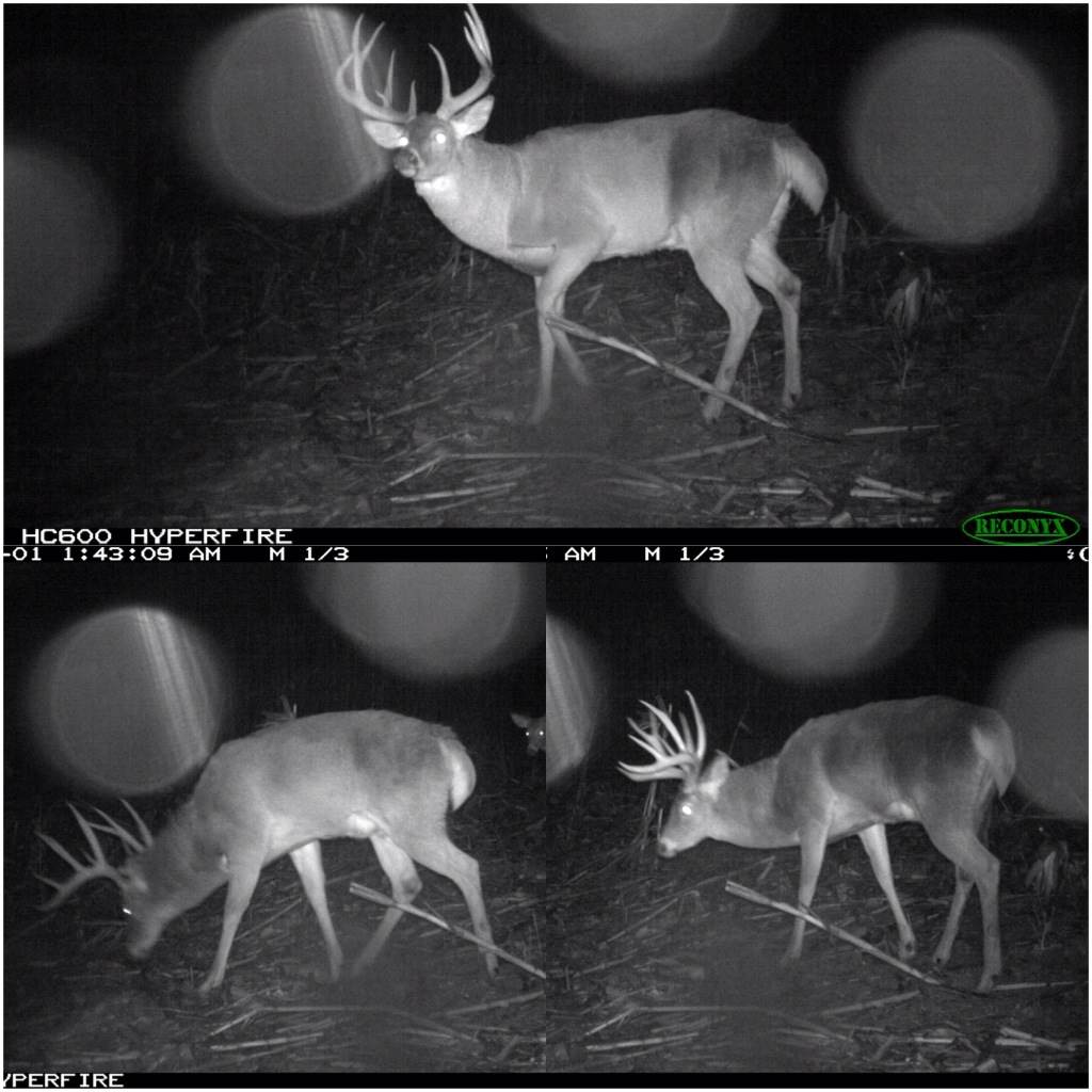 Nightime buck activity during the rut