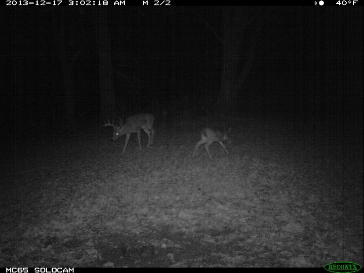 Hit list buck "Funky" caught on the Reconyx camera nudging a doe fawn.