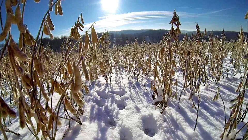 Standing Eagle Seed Soy beans in a snow covered food plot