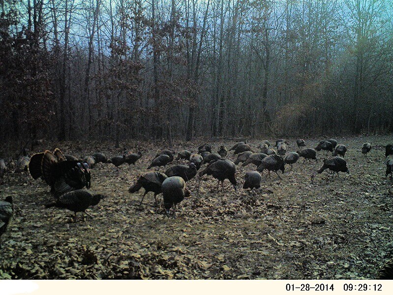 A large flock of wild turkeys in a field with three toms strutting