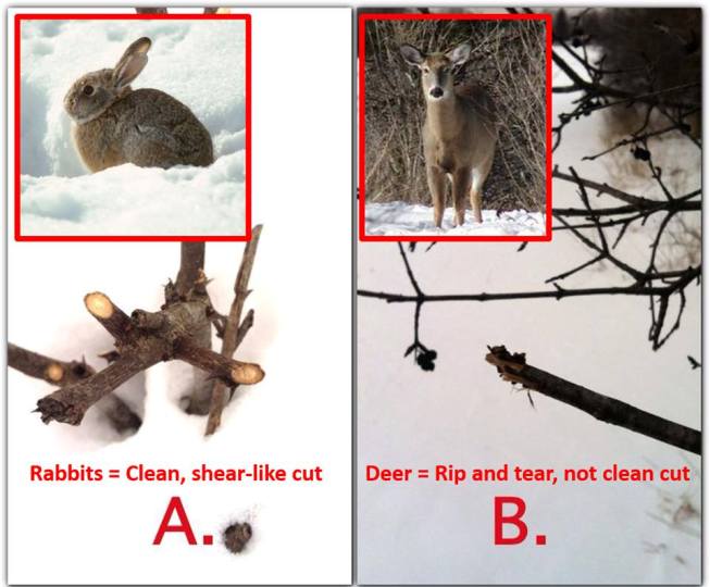 Difference between deer browse and rabbit browse