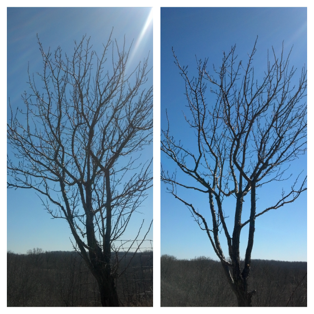 A fruit tree before and after pruning.