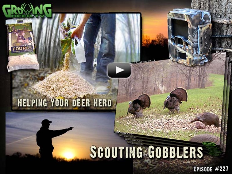 We are scouting gobblers in GrowingDeer.tv episode #227.