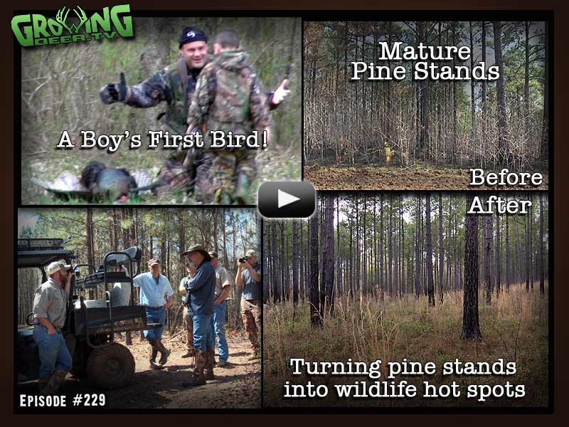 Turning a mature pine stand into a wildlife hot spot in GrowingDeer.tv episode #229.