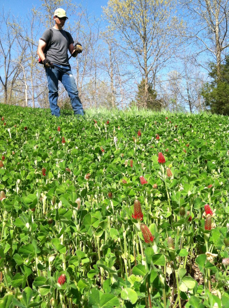 Man spraying weeds in a spring clover food plot