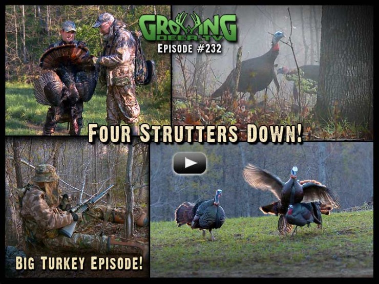 Episode 232 is another big turkey episode on GrowingDeer.tv!