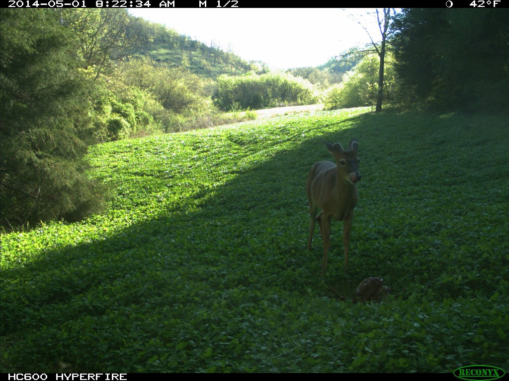 Buck with new about three inches of antler growth at a Trophy Rock station.