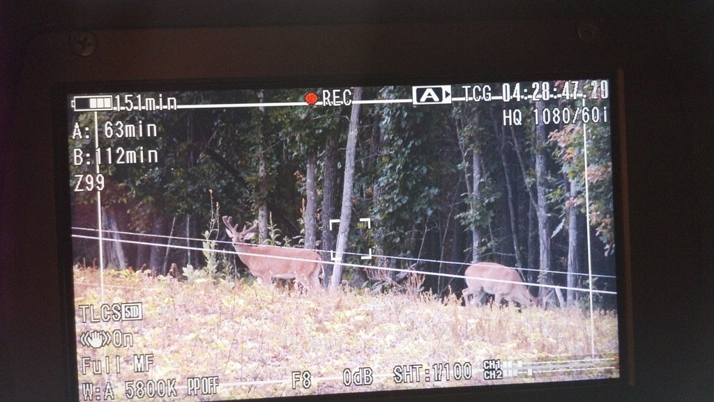 A velvet buck stands outside a hot zone fence eating soybeans