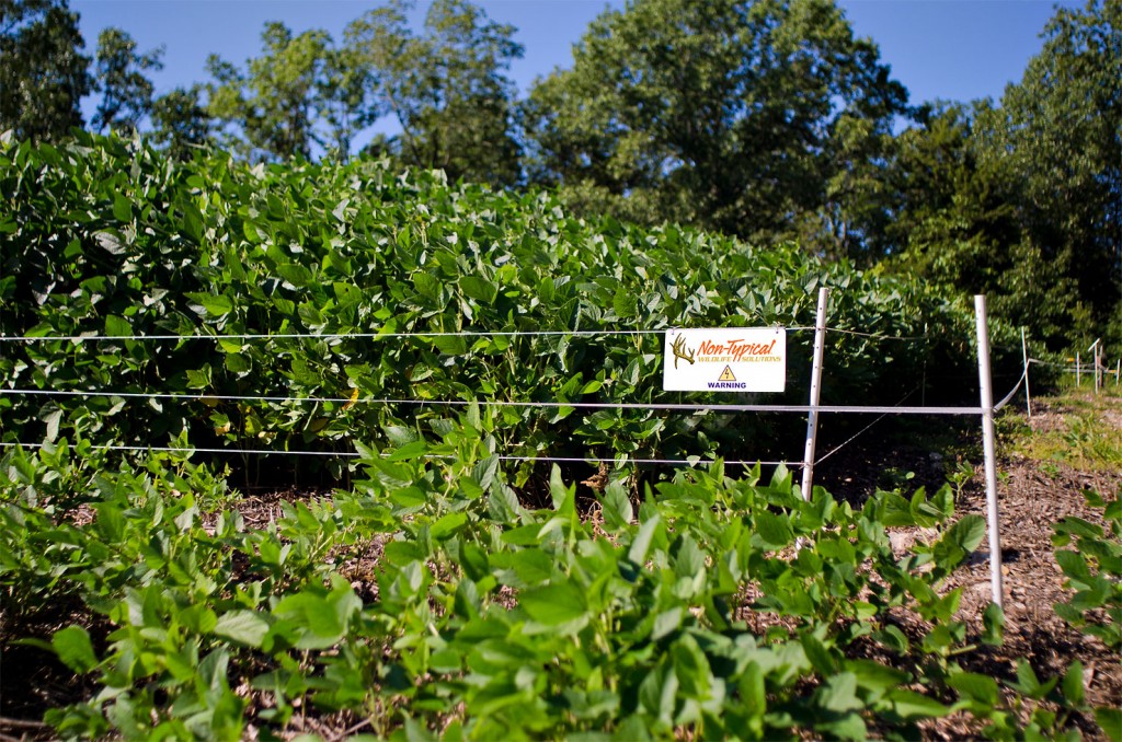 Eagle Seed beans in Hot Zone fence