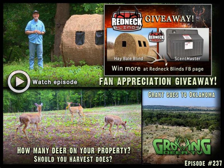 Learn how to know if you should harvest does in GrowingDeer.tv episode #237.