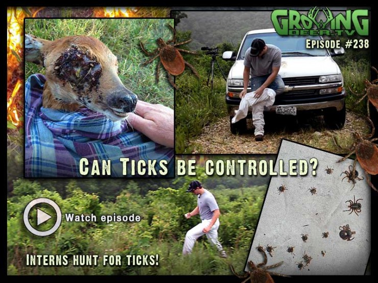 Learn how to control tick populations in GrowingDeer.com episode #238.