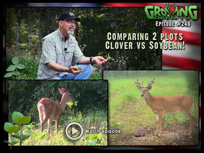 Learn what our best food plot crop is right now in GrowingDeer.tv episode #240.