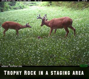 A buck at a Trophy Rock camera station.