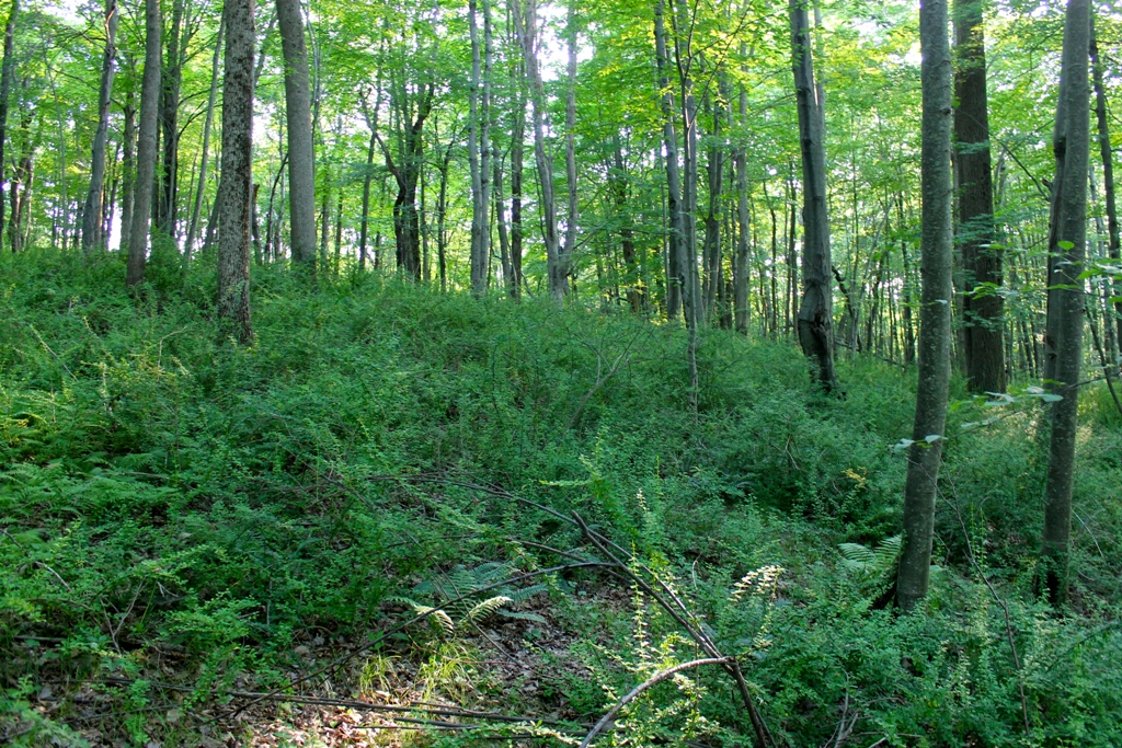 Hardwood forest with invasive plants