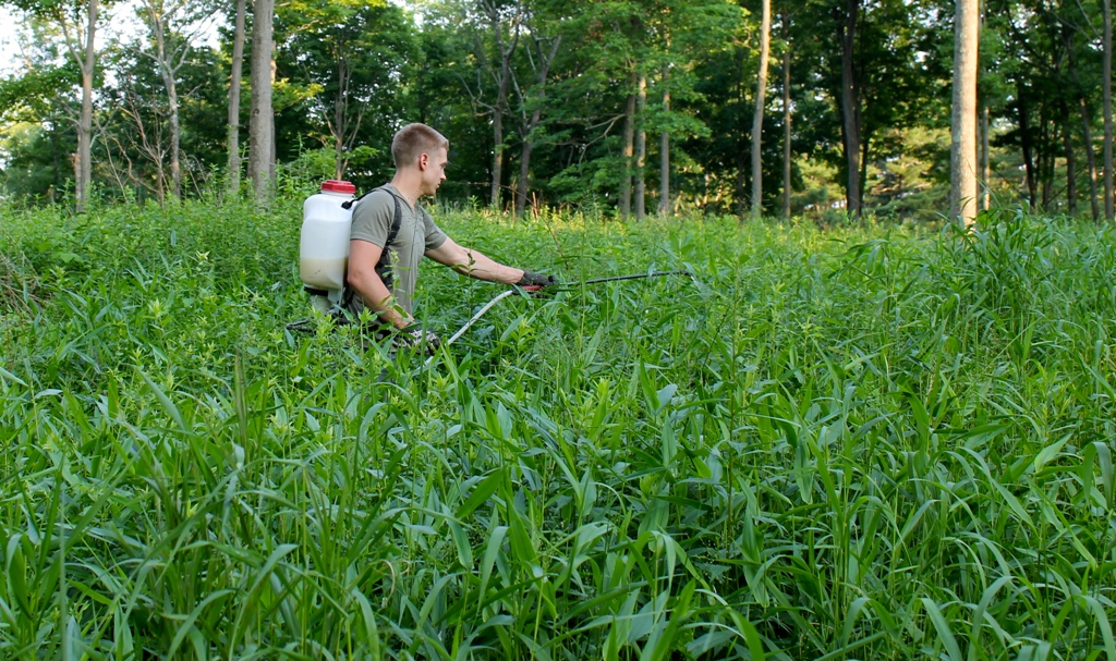 Treating invasive plants with back pack sprayer and herbicide