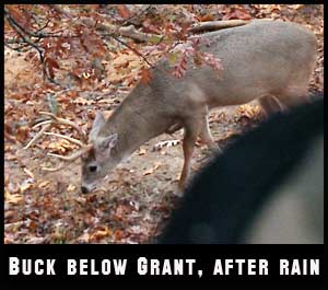 Once you see scrapes being actively used, you know the pre-rut is rolling.