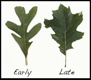 White oak leaf and red oak leaf