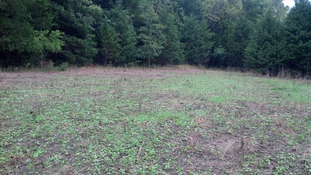 Food plot with great germination after broadcast seeding