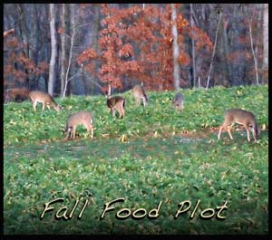 A fall food plot filled with deer during daylight.