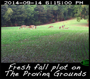 A fall food plot planted with Eagle Seed Broadside