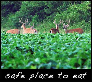 Mature bucks feeding in a food plot.