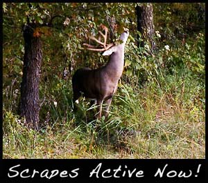 Bucks are most active at scrapes during the pre-rut.