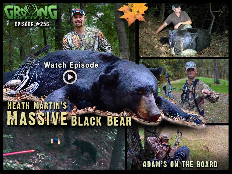 Heath Martin kills a massive black bear in GrowingDeer.tv episode #256.