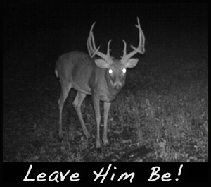 Royal George is a big ten point nocturnal buck.