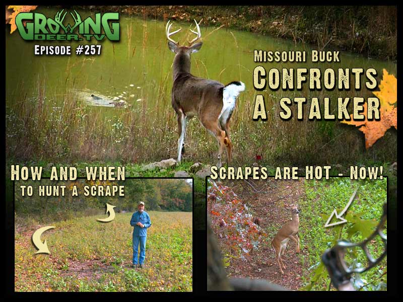 In GrowingDeer.tv episode 257 Grant takes the mystery out of hunting scrapes!