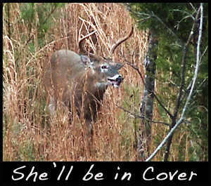 A buck in cover