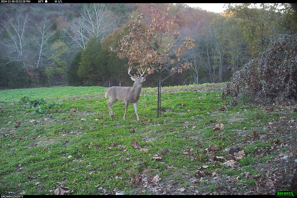 A mature buck checks out a mock scrape.