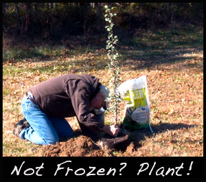 Grant plants a tree plot.
