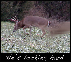 A buck is searching for a doe.
