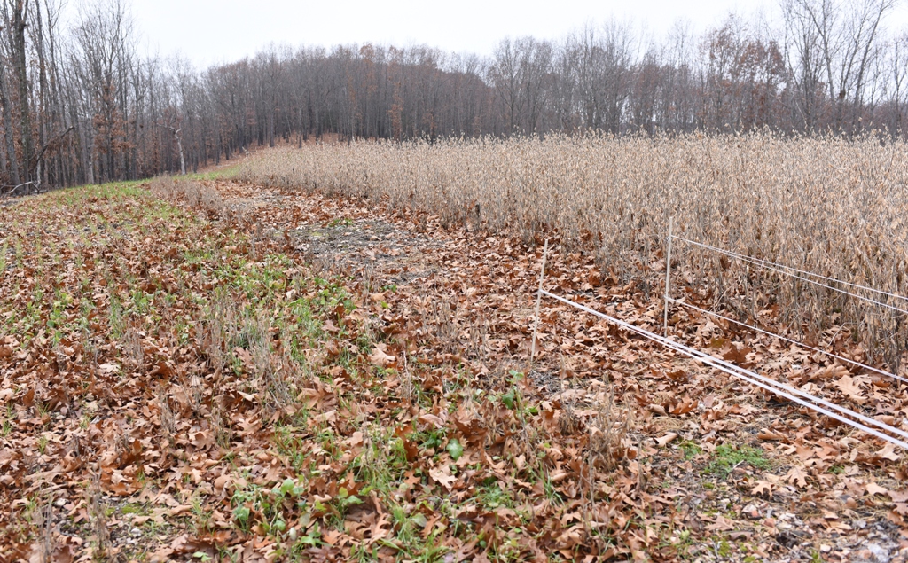 A small plot of standing soybeans opened for hungry deer.