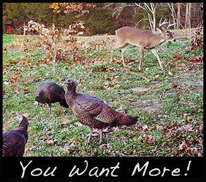 Remove predators to have more deer and turkeys on your property.
