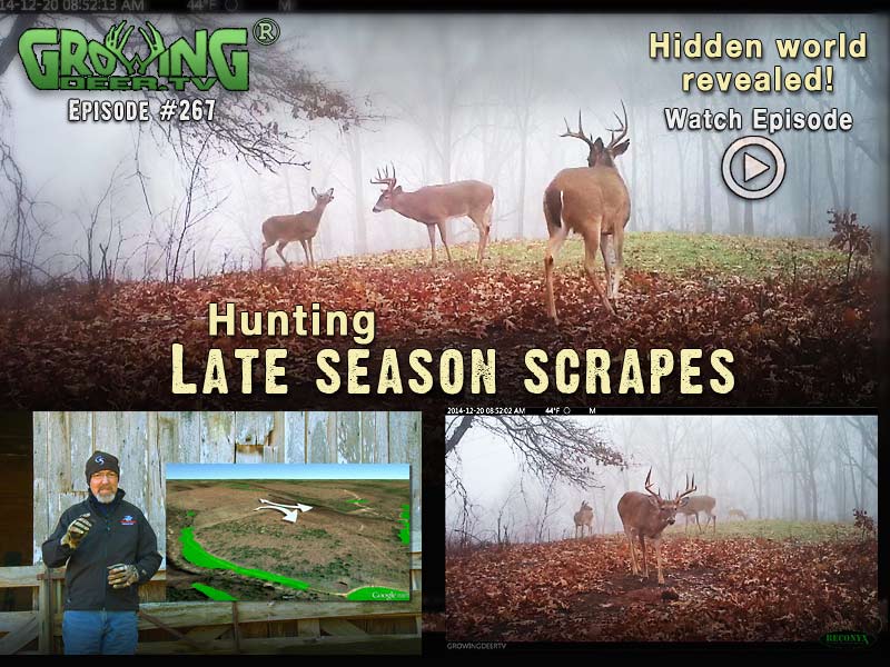 Find out if you should hunt scrapes in the last season on GrowingDeer.tv episode #267.