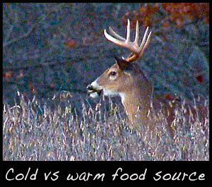 Buck standing in soybeans.