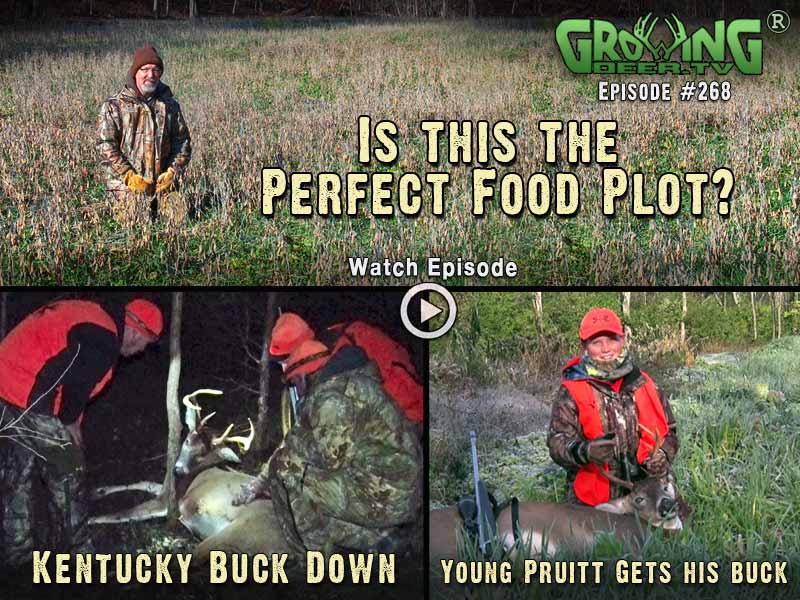 GrowingDeer.tv episode #268 – the perfect food plot.