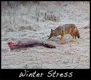 A coyote near a deer carcass.