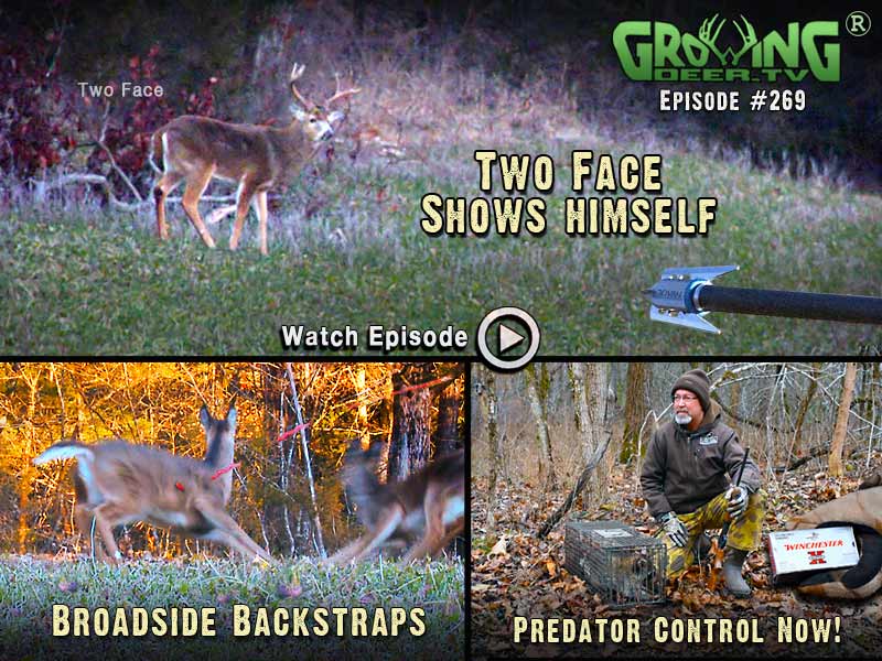 Two Face, a hit list buck, shows himself in GrowingDeer.tv episode #269.